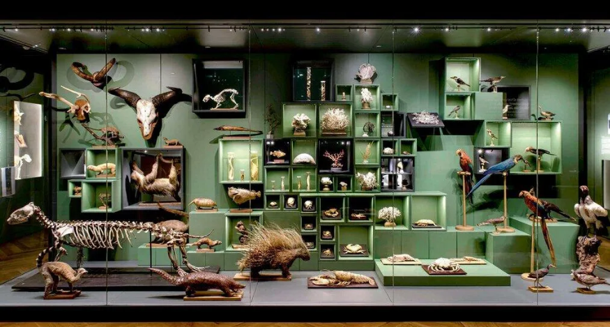 Musée Zoologique