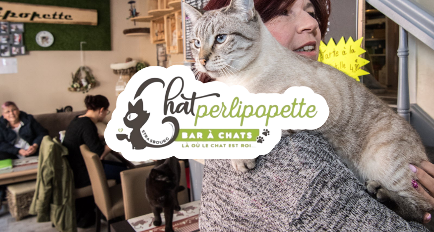 Chatperlipopette - Bar à chats